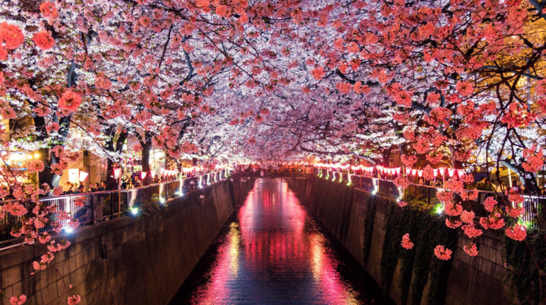 【日本櫻花2024】開花預測｜盛開預測｜由3月19日開到5月4日，大家買咗機票去日本賞櫻未？